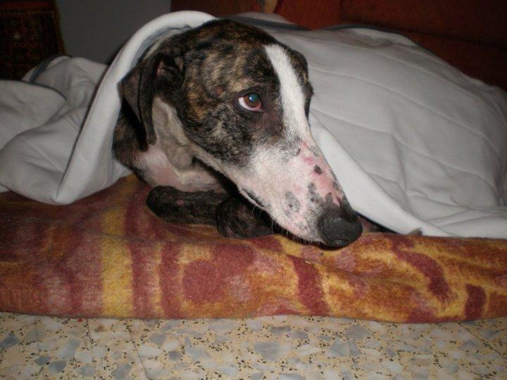 Sheldon, todo un campeón en busca de amor