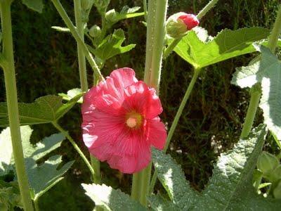 Malva Real Malva Real