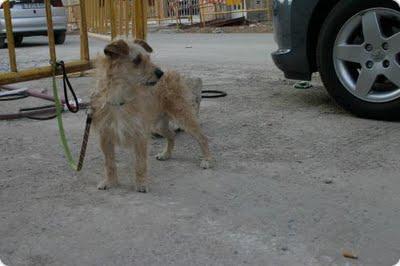 PUNKY, NADIE SE FIJA EN ÉL.!!!!! AYUDA.