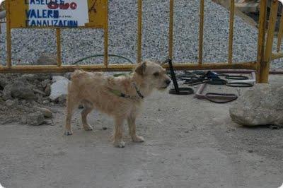 PUNKY, NADIE SE FIJA EN ÉL.!!!!! AYUDA.