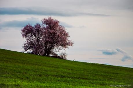 Árboles con flores rosa La espectacular floración de los árboles con flores rosa