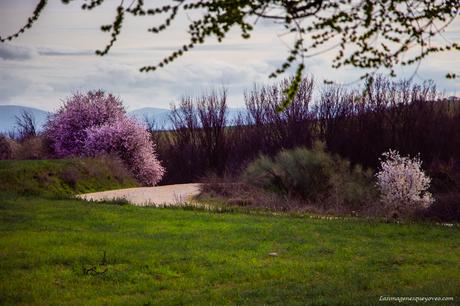 Árboles con flores rosa La espectacular floración de los árboles con flores rosa
