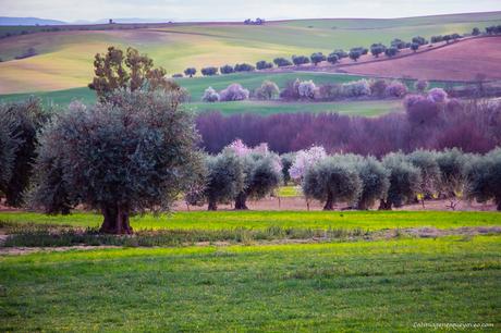 Árboles con flores rosa La espectacular floración de los árboles con flores rosa