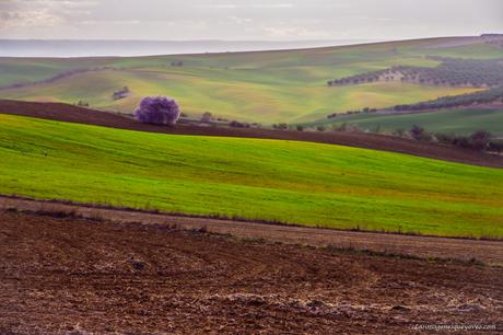 Árboles con flores rosa La espectacular floración de los árboles con flores rosa