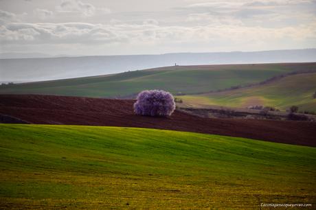Árboles con flores rosa La espectacular floración de los árboles con flores rosa