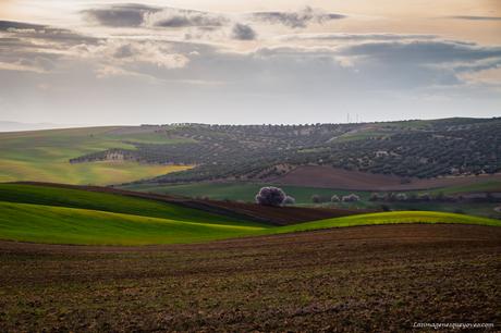 Árboles con flores rosa La espectacular floración de los árboles con flores rosa