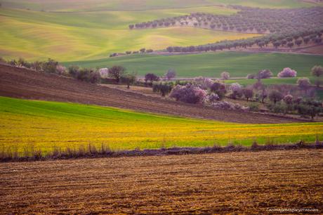 Árboles con flores rosa La espectacular floración de los árboles con flores rosa