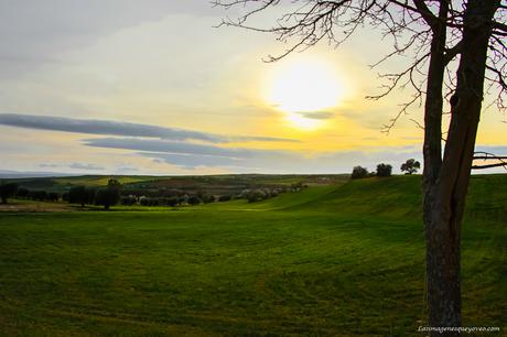 Árboles con flores rosa La espectacular floración de los árboles con flores rosa