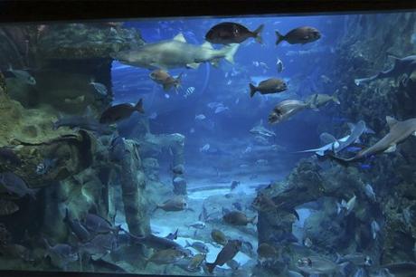Visita al Aquarium de San Sebastian