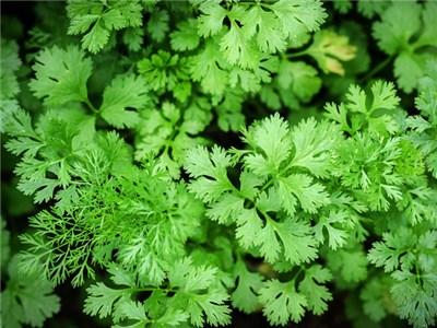 Cilantro: propiedades y contraindicaciones