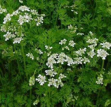 Cilantro: propiedades y contraindicaciones