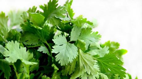 Cilantro: propiedades y contraindicaciones