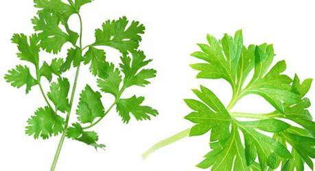 Cilantro: propiedades y contraindicaciones