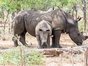 datos interesantes sobre Eswatini (Swazilandia)