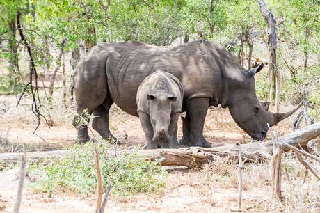 Interesting-facts-about-Eswatini-Swaziland-white-rhinos-1024x683 ▷ 17 datos interesantes sobre Eswatini (Swazilandia)