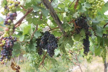 En Neiba, SOCUDEBA apuesta a la uva tempranillo para desarrollar vino dominicano.