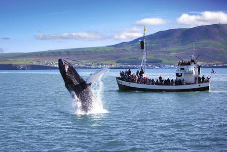 La caza de las ballenas en Islandia
