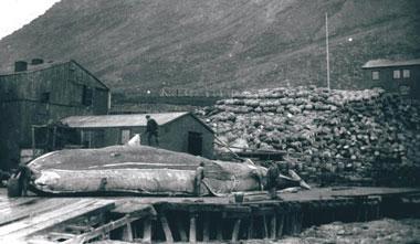 La caza de las ballenas en Islandia