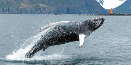 La caza de las ballenas en Islandia