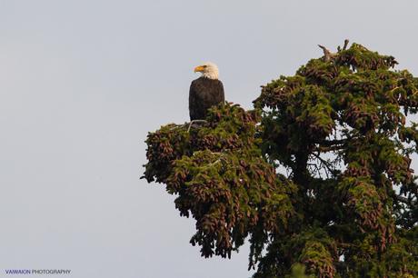 Pero para clásicos ... el águila calva americana (Haliaeetus leucocephalus)