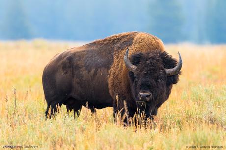 Impresionante gran macho de búfalo o bisonte americano