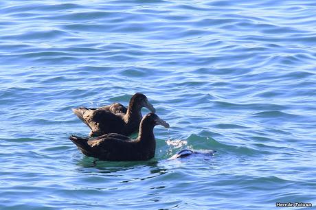 Petreles comiendo un pingüino