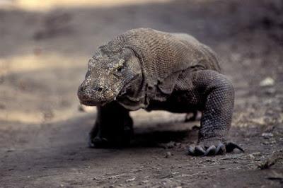 El dragón de Komodo, una criatura más propia del pasado