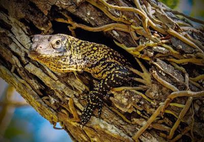 El dragón de Komodo, una criatura más propia del pasado El dragón de Komodo, una criatura más propia del pasado