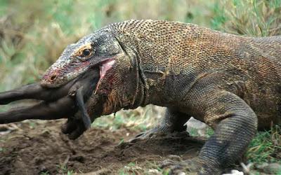 El dragón de Komodo, una criatura más propia del pasado El dragón de Komodo, una criatura más propia del pasado