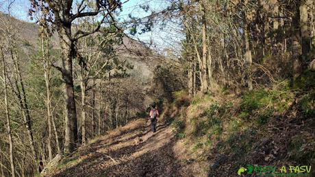 Bosque bajando a Tuña