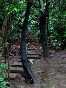 Tabasco: la región del cacao