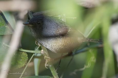 Gallito Overo - Spotted Bamboowren - Psilorhamphus guttatus (Ménétries, 1835)