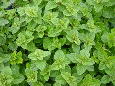 Oregano