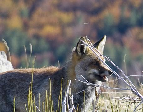 EL ANIMAL QUE CAMBIO LA VITICULTURA