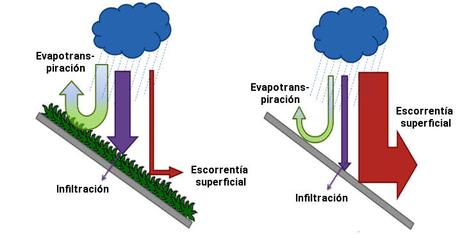 cubiertas vegetales reducen las inundaciones