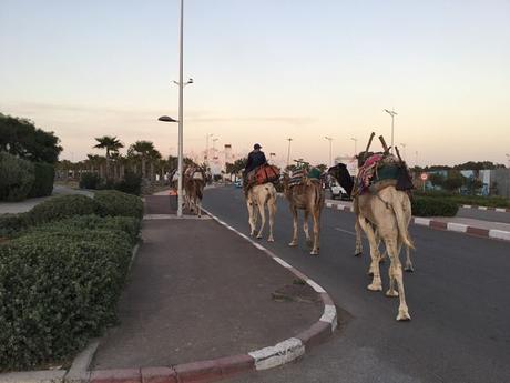 IMG_5749_opt ▷ Essaouira