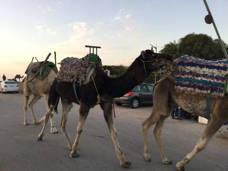 IMG_5748_opt ▷ Essaouira