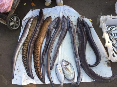 IMG_5726-min-e1531087184668 ▷ Essaouira