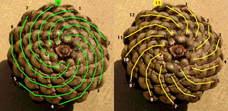 GEOMETRÍA SAGRADA