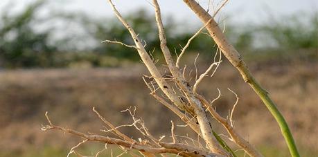 Ashwagandha, Propiedades, Beneficios y Contraindicaciones raiz de ashwagandha