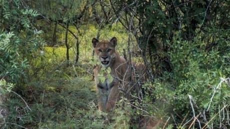 Revocan sentencia de amparo que protegía a la Sierra de Álvarez