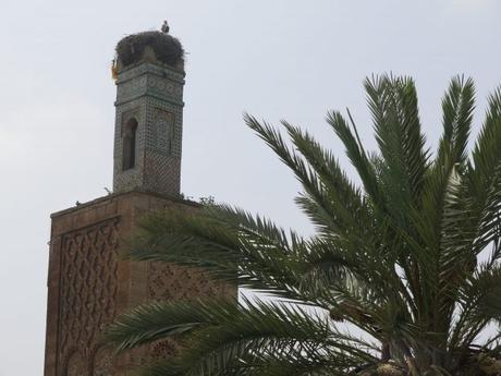 ▷ Rabat IMG_6923-min-e1530662060541 ▷ Rabat