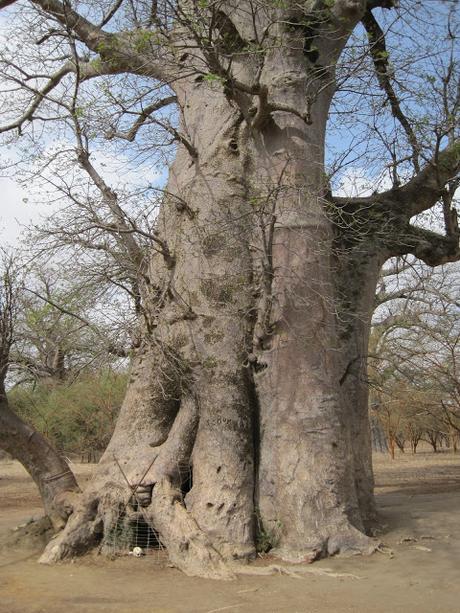 IMG_3257 ▷ La Reserva de Bandia y Accro Baobab Adventures