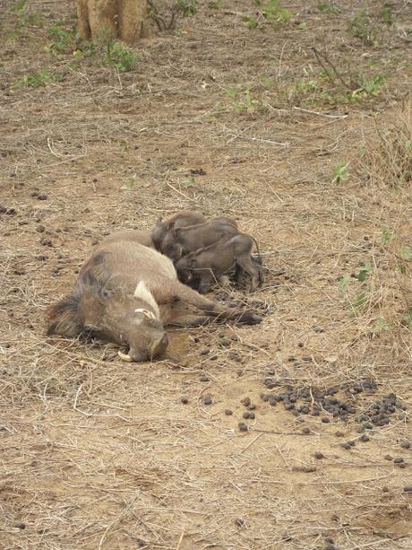 ▷ La Reserva de Bandia y Accro Baobab Adventures IMG_3268 ▷ La Reserva de Bandia y Accro Baobab Adventures