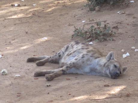 ▷ La Reserva de Bandia y Accro Baobab Adventures IMG_3139 ▷ La Reserva de Bandia y Accro Baobab Adventures