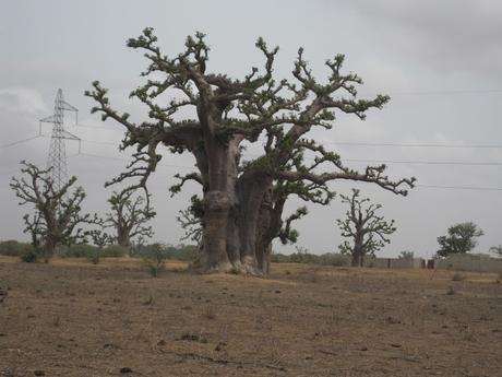 ▷ La Reserva de Bandia y Accro Baobab Adventures IMG_3303 ▷ La Reserva de Bandia y Accro Baobab Adventures