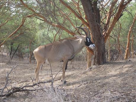 ▷ La Reserva de Bandia y Accro Baobab Adventures IMG_3191 ▷ La Reserva de Bandia y Accro Baobab Adventures