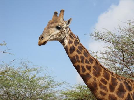 ▷ La Reserva de Bandia y Accro Baobab Adventures IMG_3228 ▷ La Reserva de Bandia y Accro Baobab Adventures