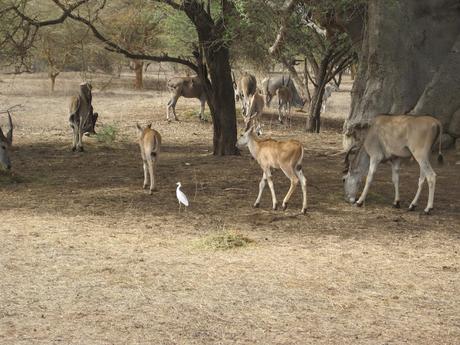 ▷ La Reserva de Bandia y Accro Baobab Adventures IMG_3245 ▷ La Reserva de Bandia y Accro Baobab Adventures