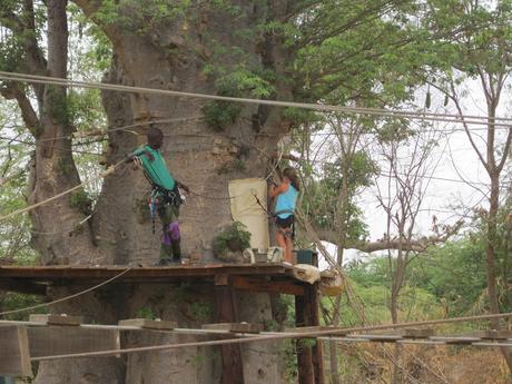 ▷ La Reserva de Bandia y Accro Baobab Adventures IMG_3313 ▷ La Reserva de Bandia y Accro Baobab Adventures